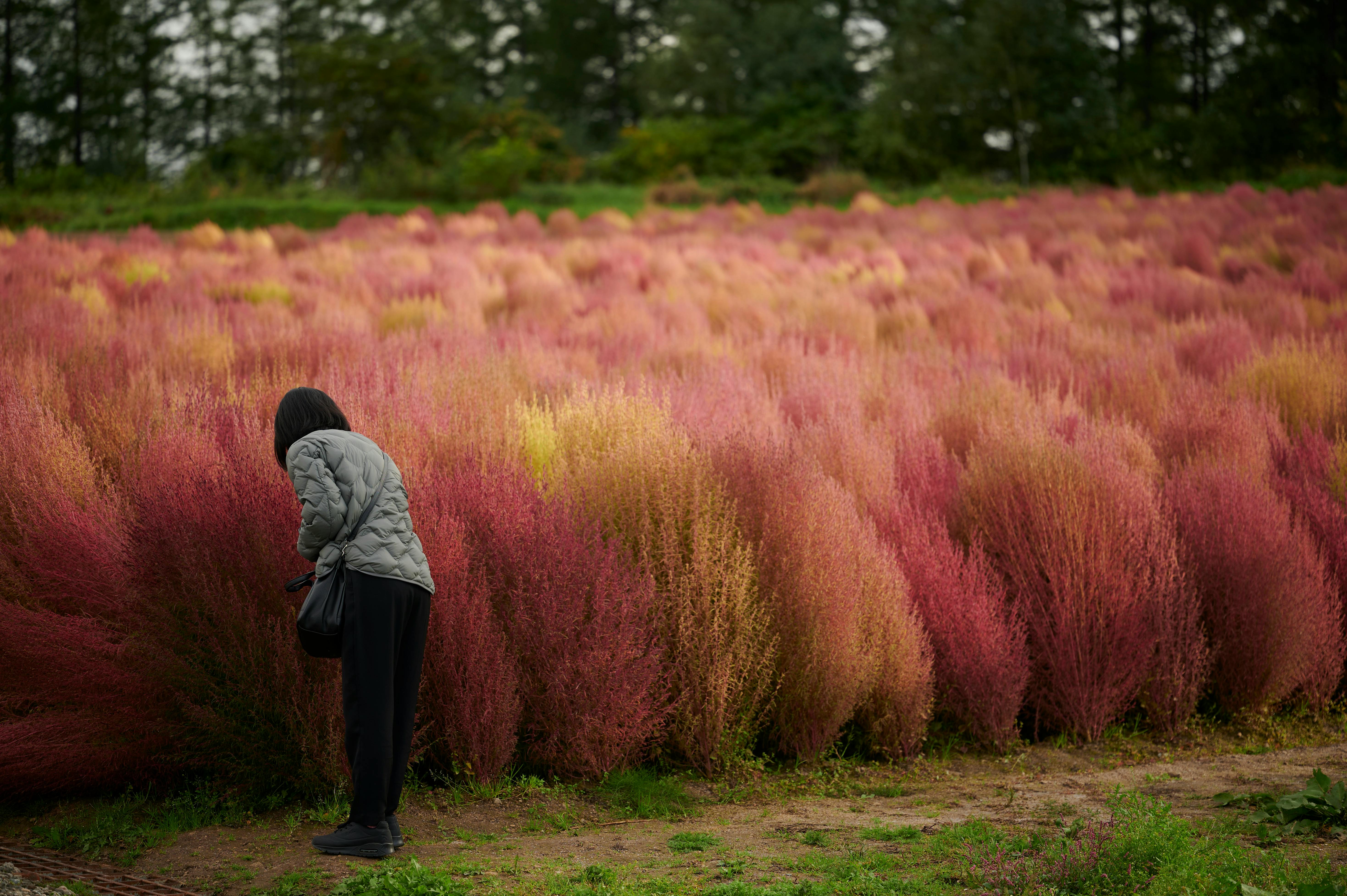 A woman in jacket stands in a colorful field of ornamental plants under overcast skies.
