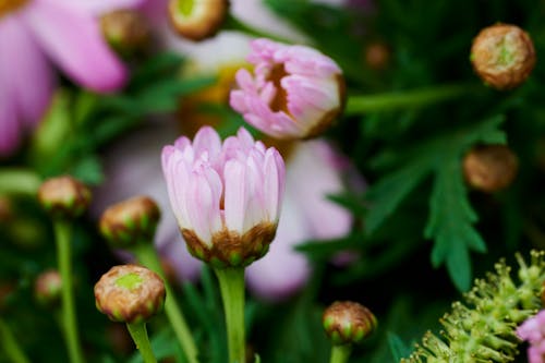 꽃봉오리, 베이비 핑크, 분홍색의 무료 스톡 사진