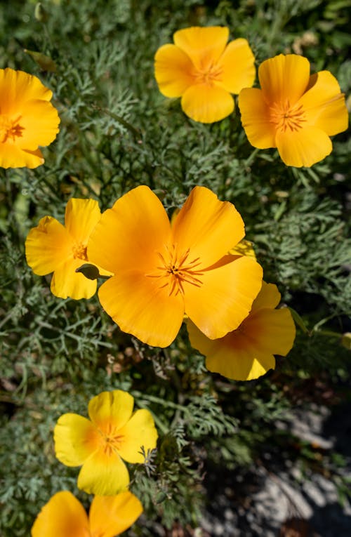 Close-Up Shot of Blooming Yellow Flowers