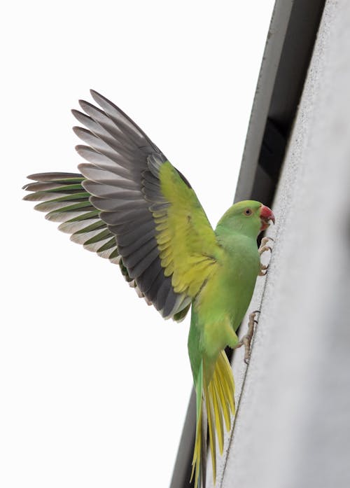 Foto stok gratis burung beo, burung buas, dinding rumah