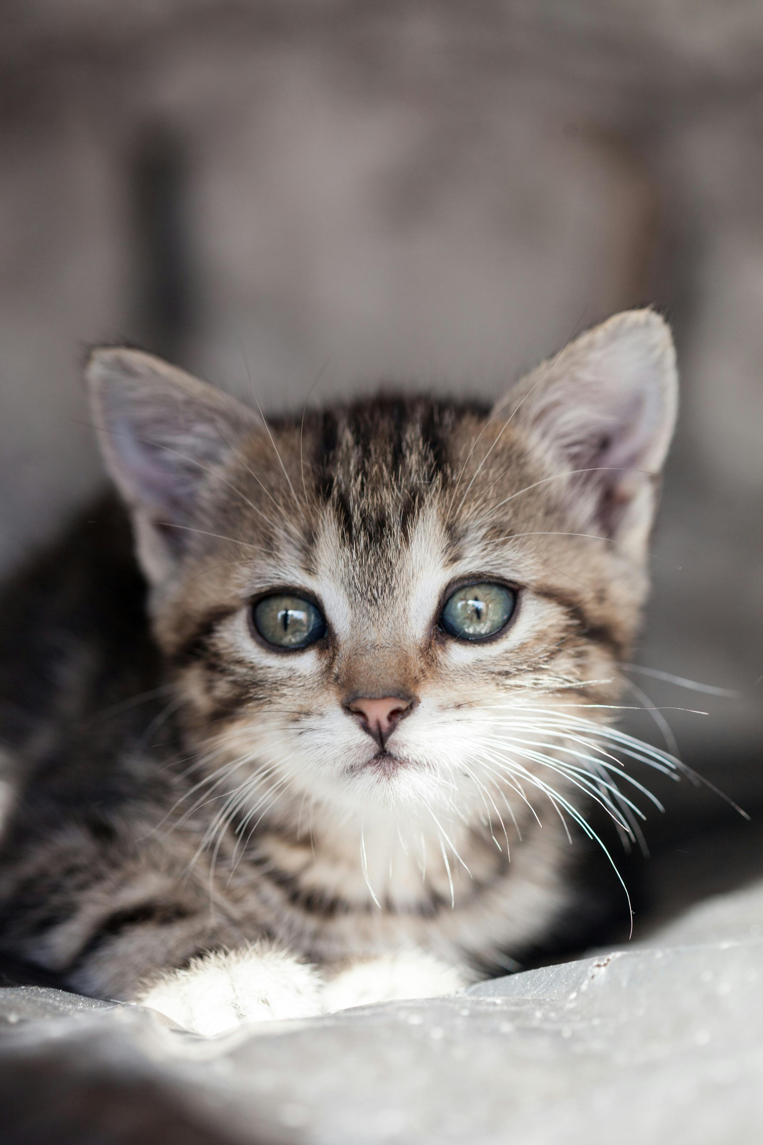 Foto Stok Gratis Tentang Anak Kucing Binatang Binatang Imut