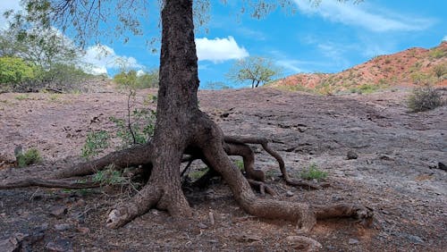 Árbol 