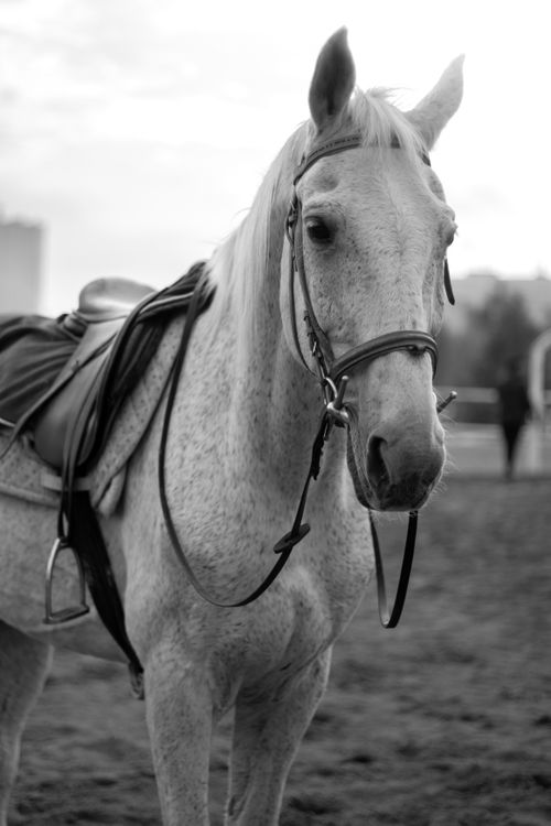 Free A graceful white horse stands elegantly, showcasing its bridle and saddle in a black and white portrait. Stock Photo