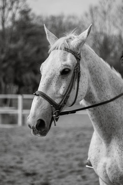Free Elegant black and white portrait of a horse in a natural setting, showcasing its gentle demeanor. Stock Photo