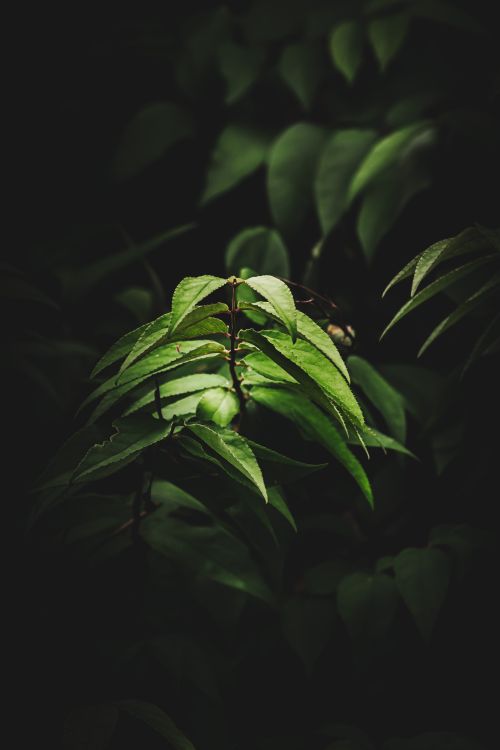 Free Vibrant green leaves illuminated dramatically against a dark backdrop. Stock Photo