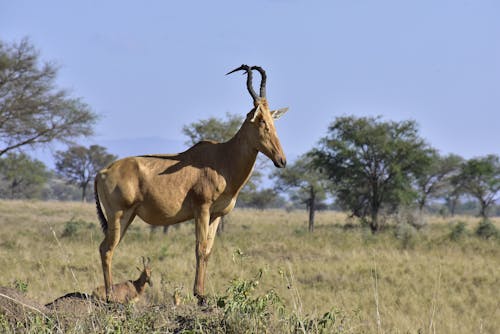 Photo of a Hartebeest