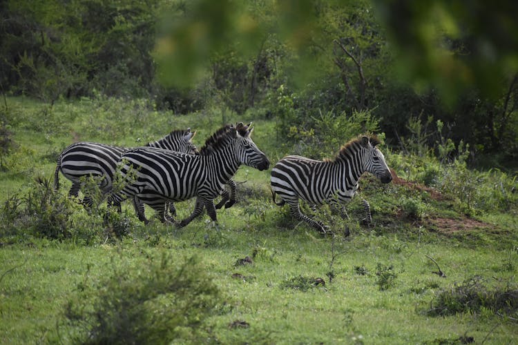 Zebras Running In The Wild 