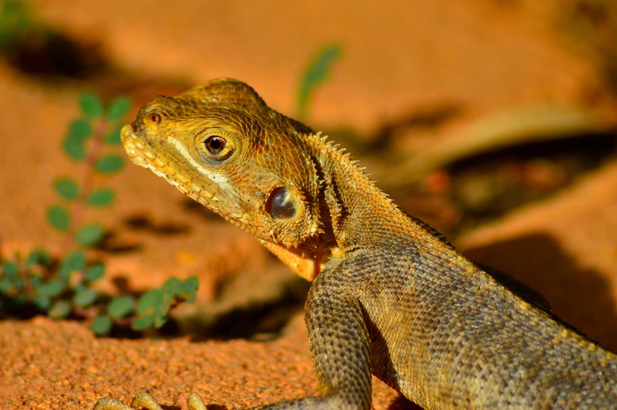 Reboisement communautaire en Afrique