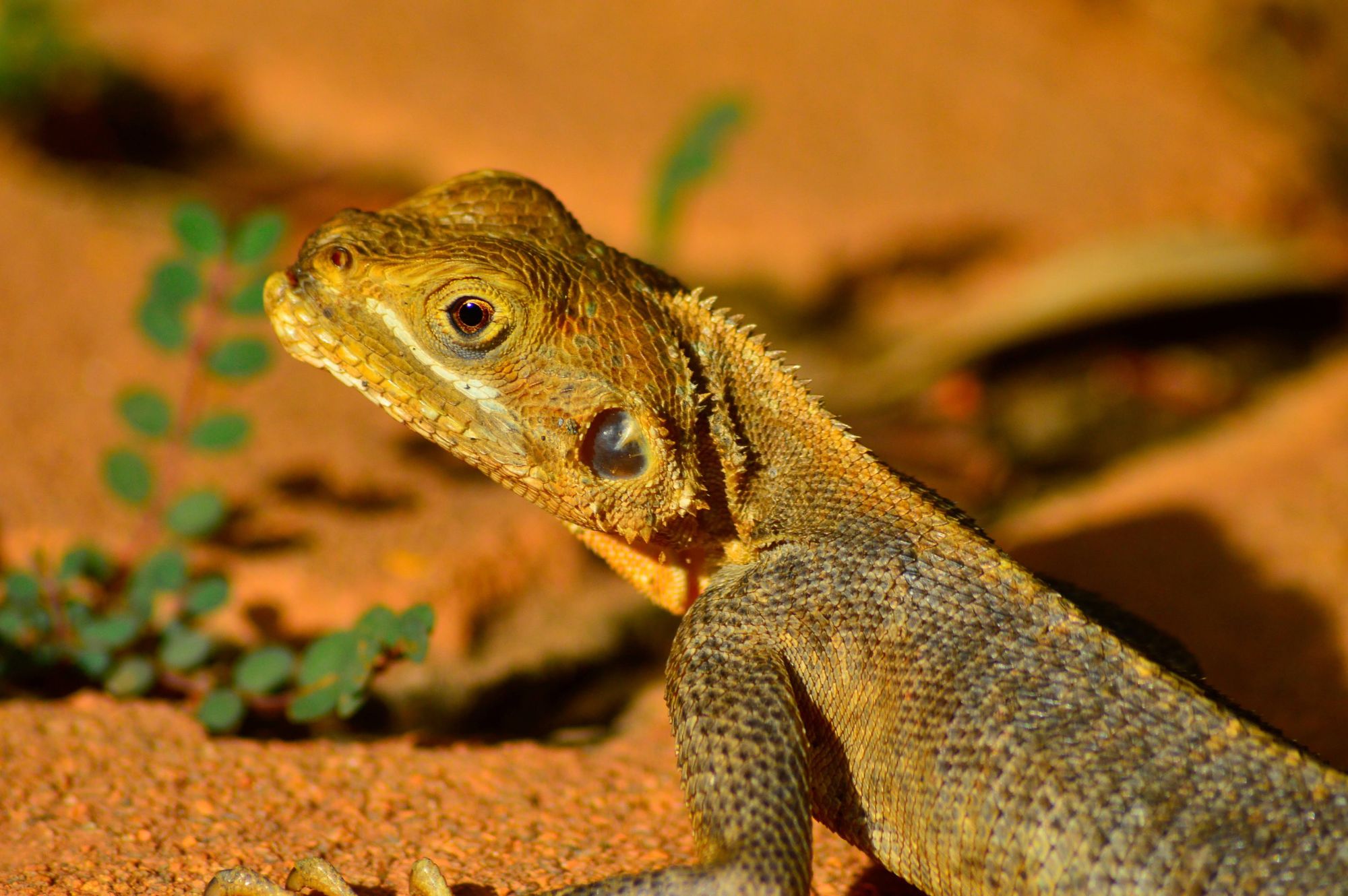 Ouagadougou