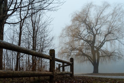 View of a Wooden Fence near a Road and Trees in a Foggy Countryside in Autumn 