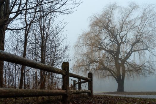 Post-and-rail fence under a bare willow, photo by Mian Rizwan on Pexels