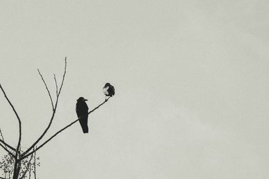 Two crows perched on a bare tree branch with empty sky, offering ample copy space.