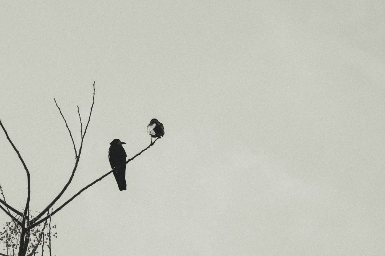 two crows perched on a bare tree branch with empty sky offering ample