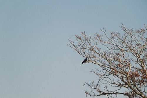 Free A lone bird perches on a bare tree branch against a clear blue sky. Stock Photo