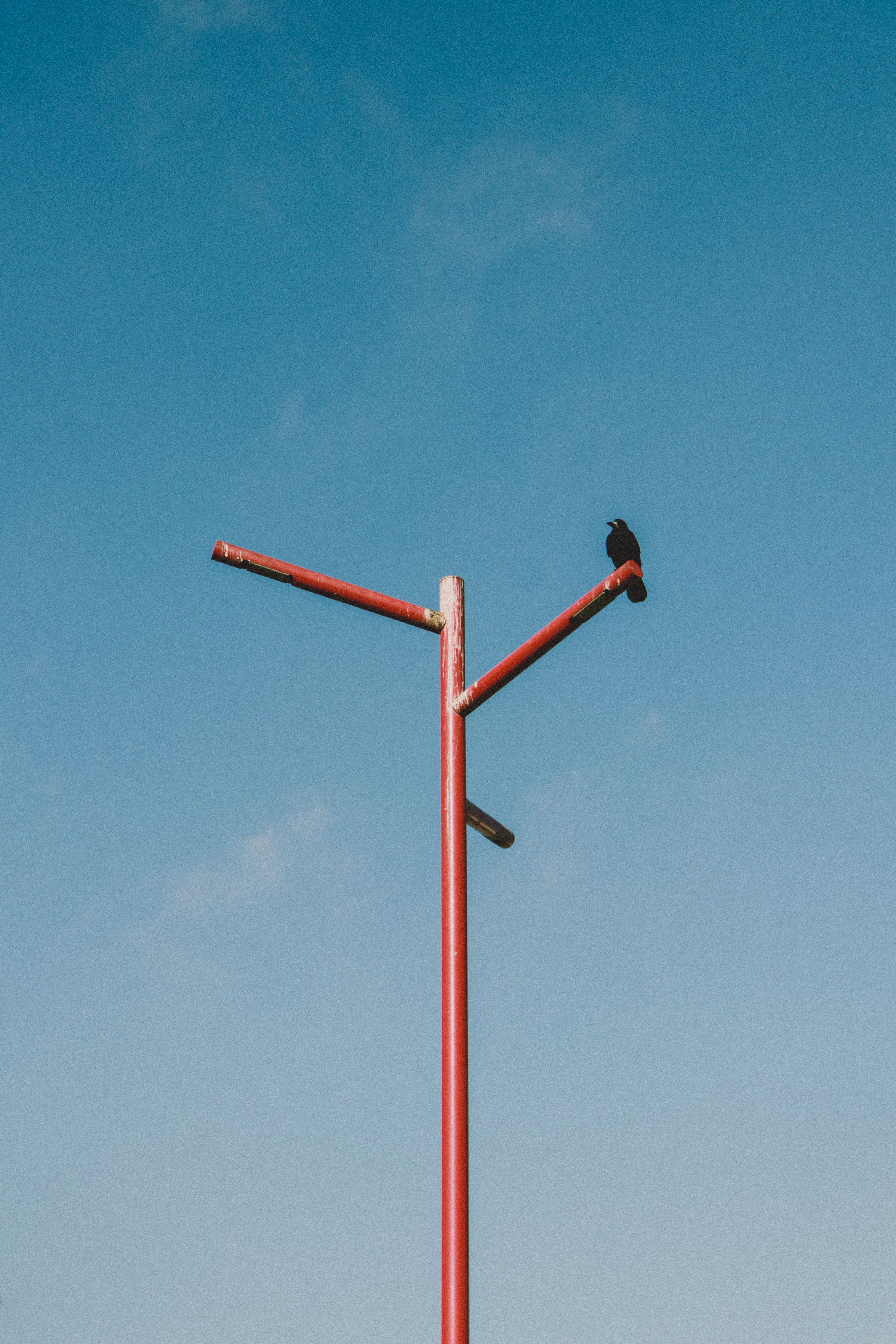 A Bird Perching on a Post · Free Stock Photo