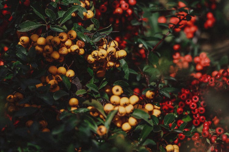 Close-up Of Yellow And Red Berries 