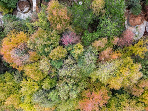 Imagine de stoc gratuită din arbori, codru, fotografie aeriană