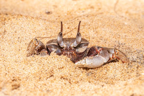 Darmowe zdjęcie z galerii z fotografia zwierzęcia, krab, piasek