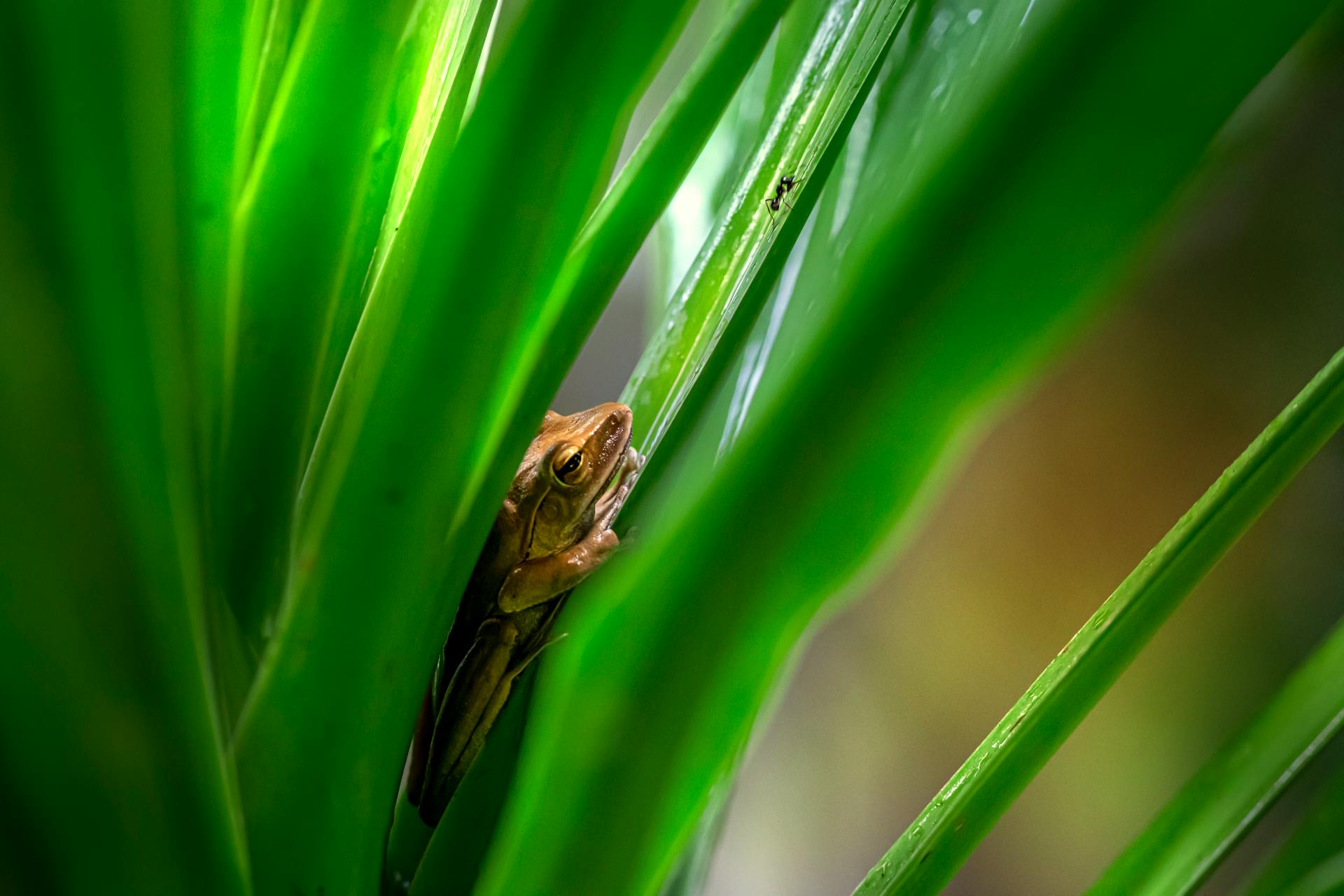 Frog Hunting Ant