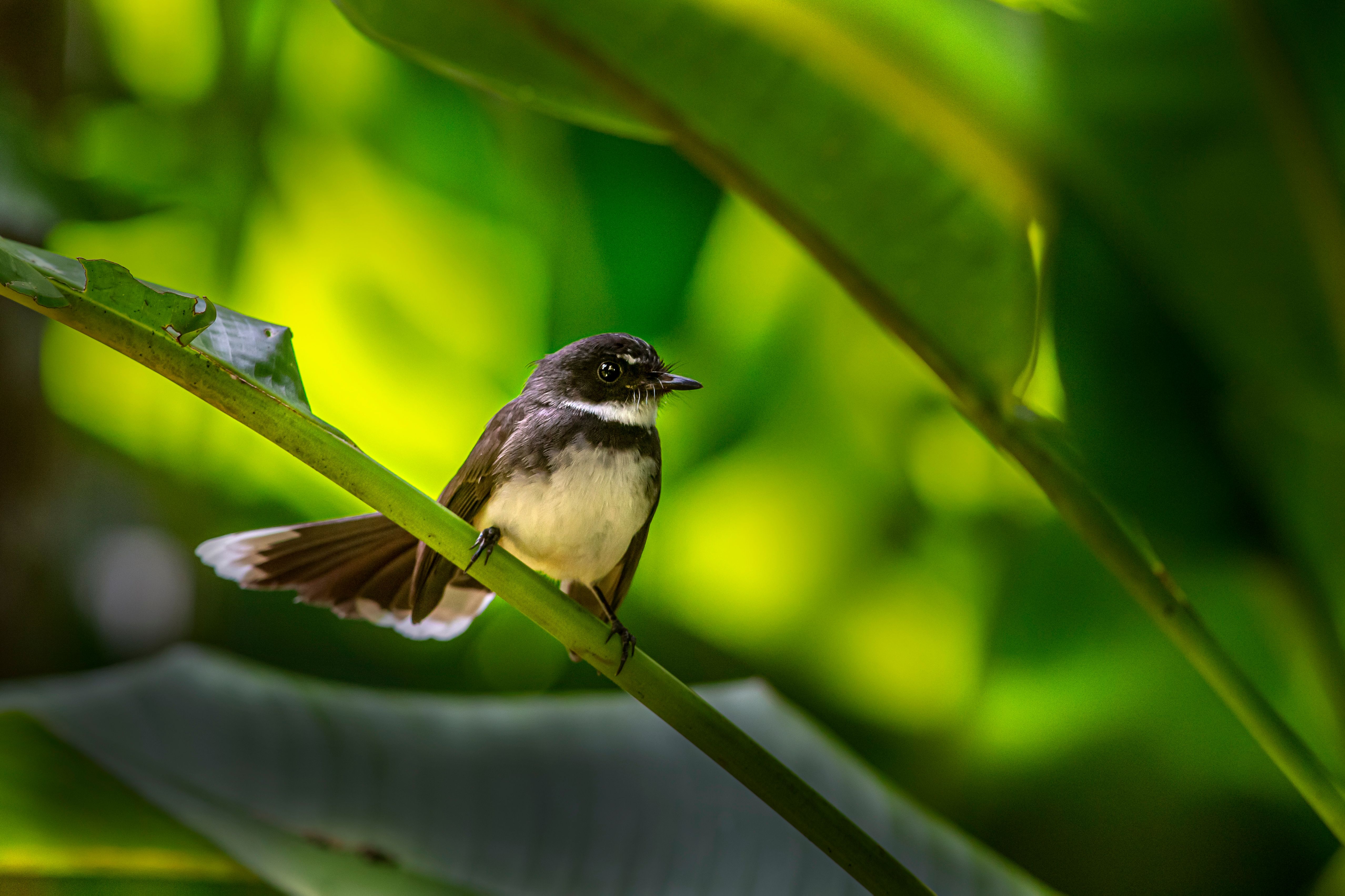 A Malaysian Pied Fantail bird perched on a branch amidst lush green leaves.