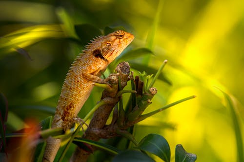 Základová fotografie zdarma na téma calotes versicolor, exotický, fotografie divoké přírody