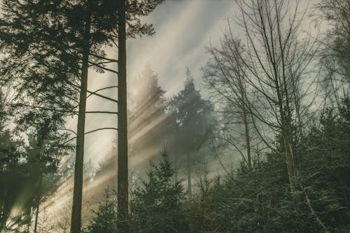 Free Scenic View of Trees in Forest Covered in Fog at Sunrise Stock Photo