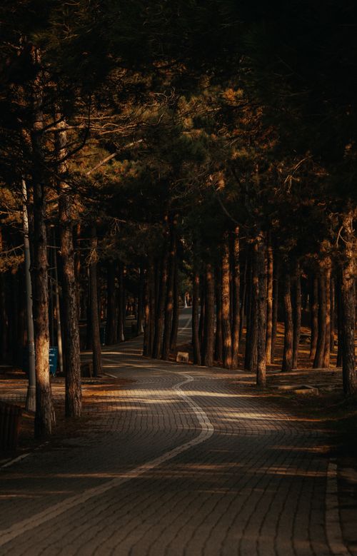 Free A picturesque forest pathway with sunlit trees, creating a peaceful ambiance. Stock Photo