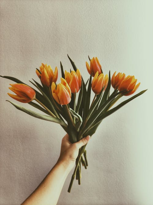 A Woman Holding Orange Tulips