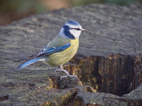 Close-up of a Eurasian Blue Tit Sitting on a Tree Stump 