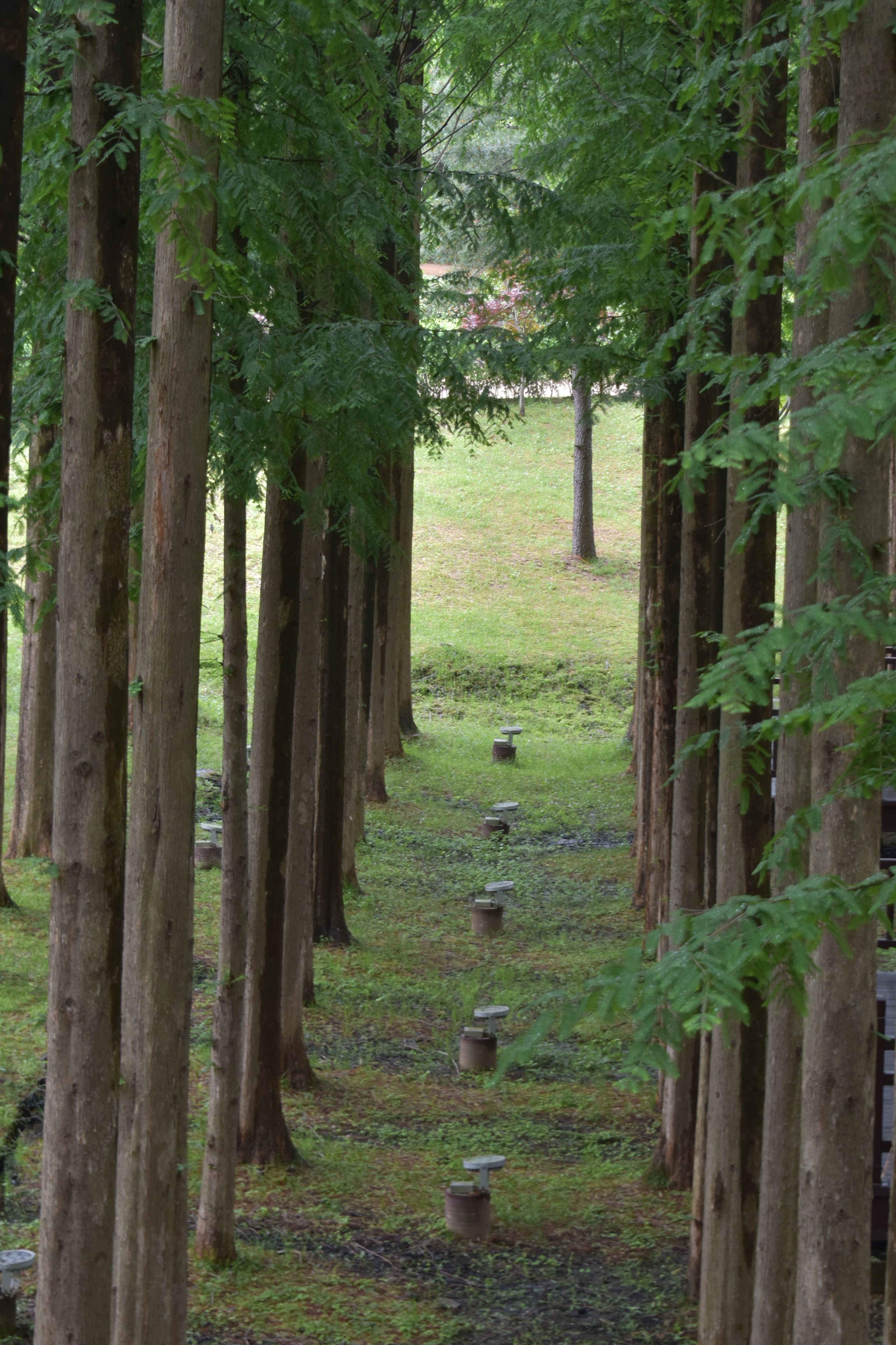 A tranquil scene of vertical trees lining a lush, grassy path.