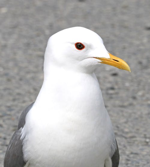 Free Closeup Photography of White and Grey Seagull Stock Photo