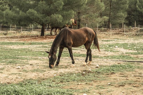 Imagine de stoc gratuită din agricultură, animal, cal