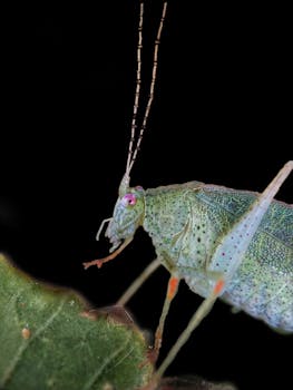 Close-up image of a grasshopper on a leaf, showcasing its intricate details.