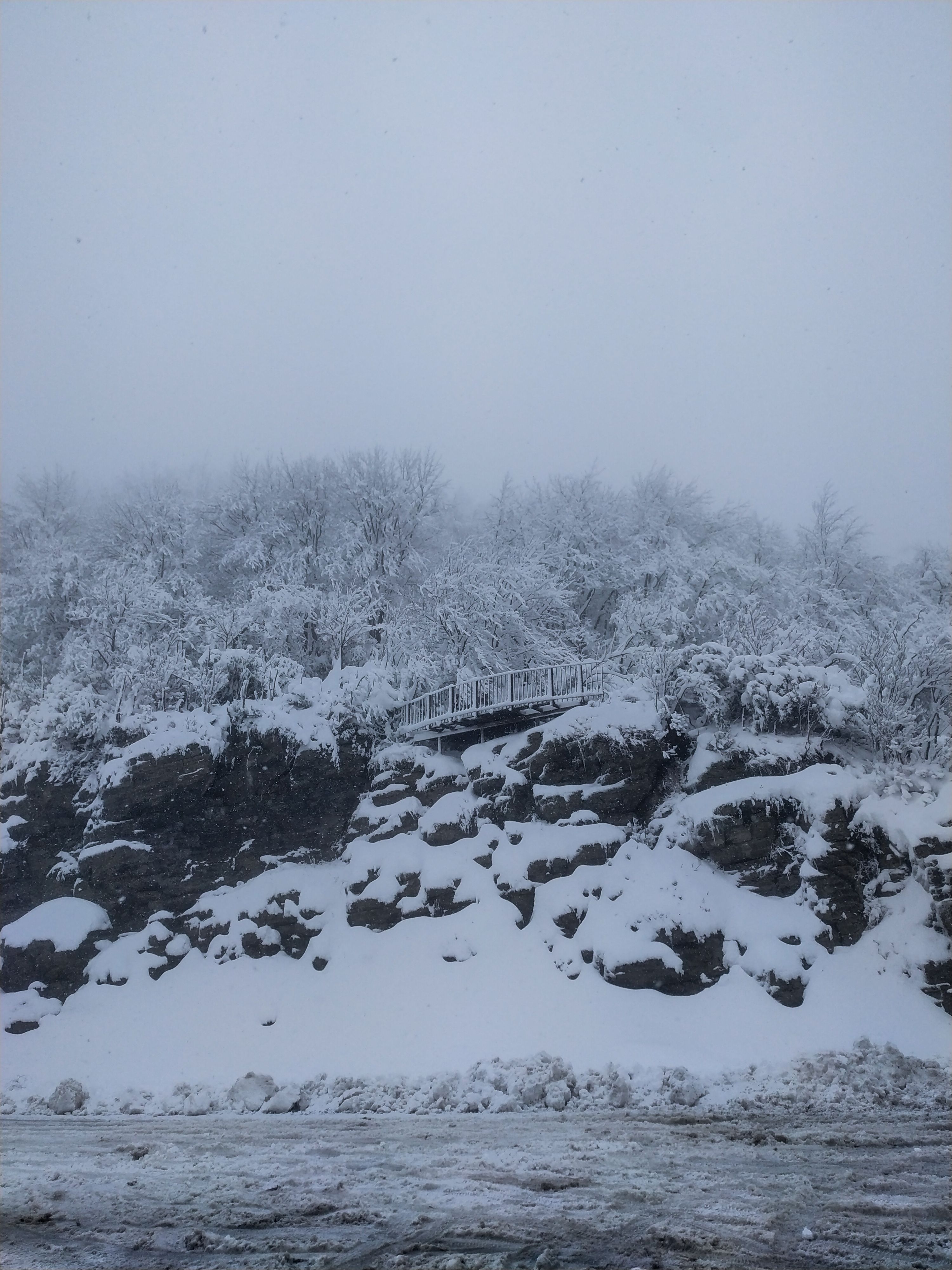 A serene winter landscape with snow-covered trees and rocks, creating a frosty forest scene.