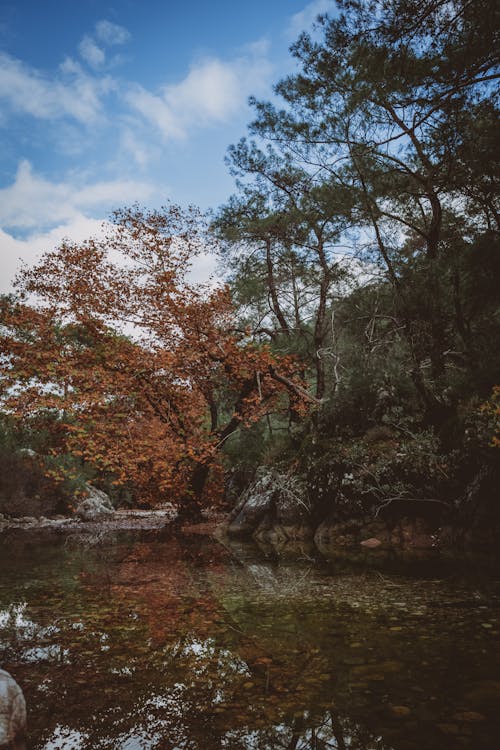 Colorful Trees and a River in Autumn 