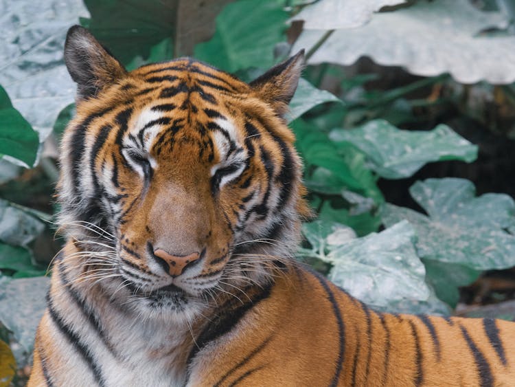 Close-Up Shot Of A Tiger