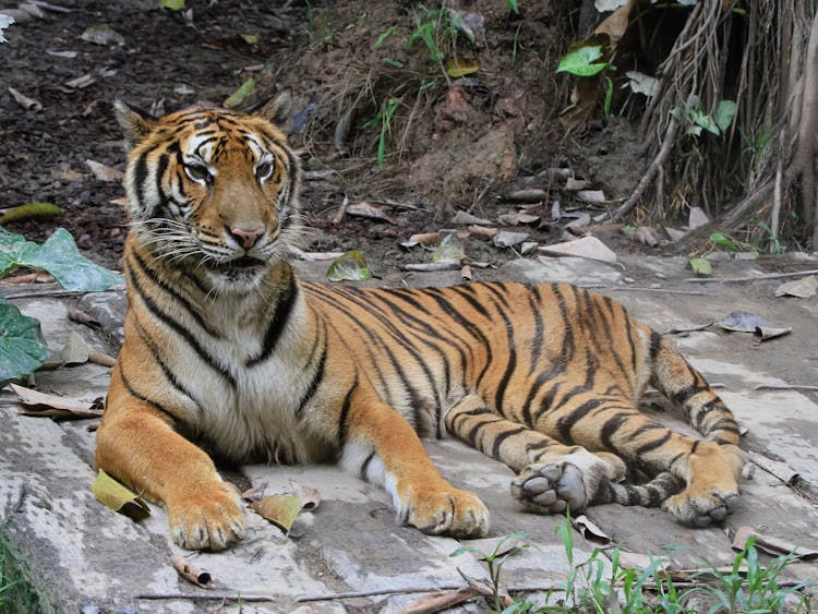 Close Up Shot Of A Tiger