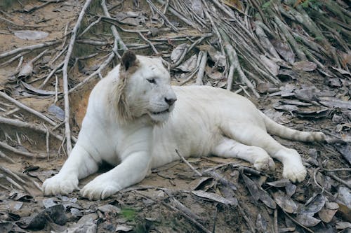 Fotobanka s bezplatnými fotkami na tému biely tiger, divočina, klamanie