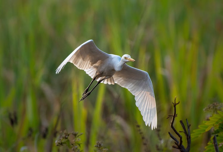 Heron In Flight