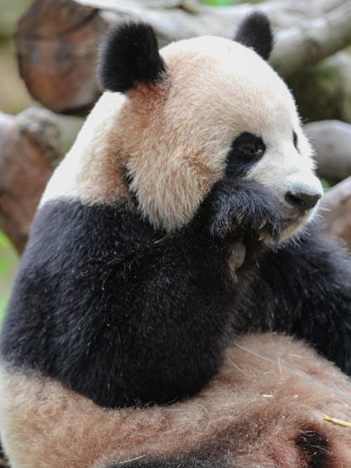 Základová fotografie zdarma na téma detail, medvěd, panda