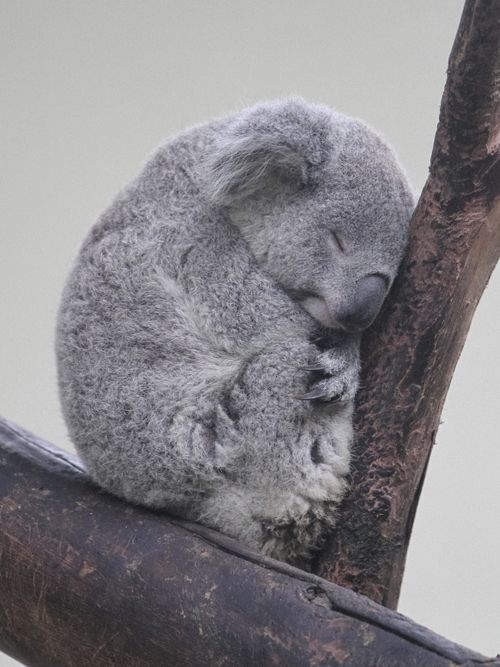 Free A peaceful koala sleeping on a tree branch, close-up wildlife photography. Stock Photo