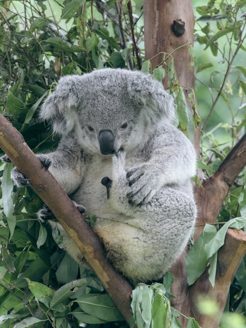 Základová fotografie zdarma na téma detail, koala, medvěd