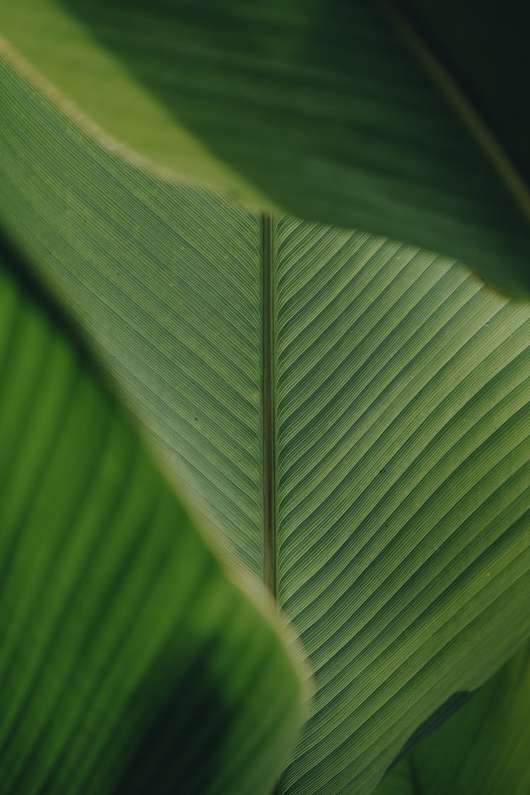 Close-up Of A Green Leaf 