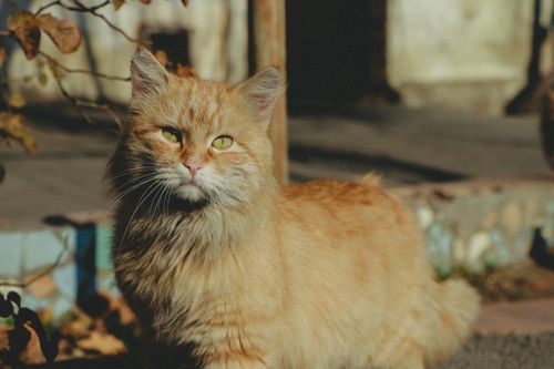 Free Charming ginger cat basking in autumn sunlight, highlighting its soft fur. Stock Photo