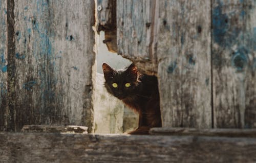 Free A Black Cat Through a Wooden Fence  Stock Photo