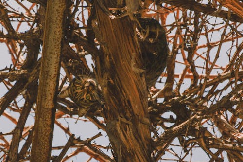 Fotos de stock gratuitas de alpinismo, animal, árbol