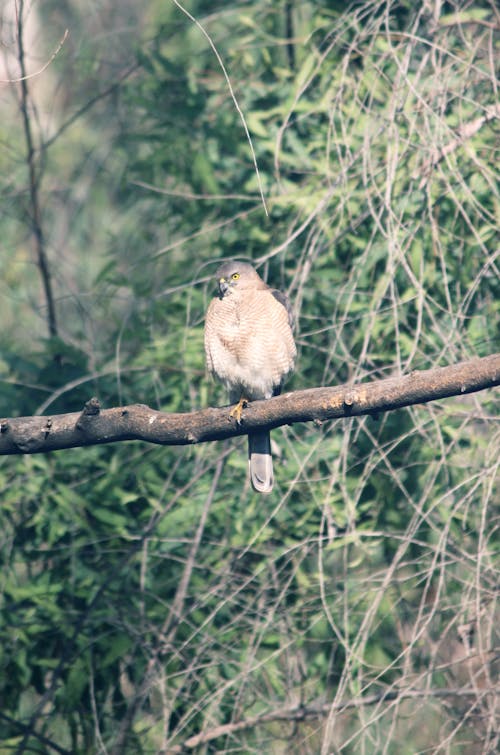 Bird Perched on a Tree Branch