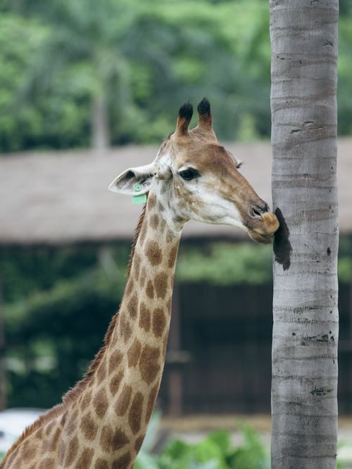 Free A giraffe gracefully leans against a tree in its lush, natural environment. Stock Photo