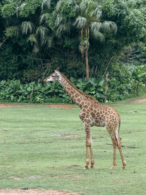 Free Giraffe standing in lush greenery offers a vertical portrait of nature's tallest animal in its habitat. Stock Photo
