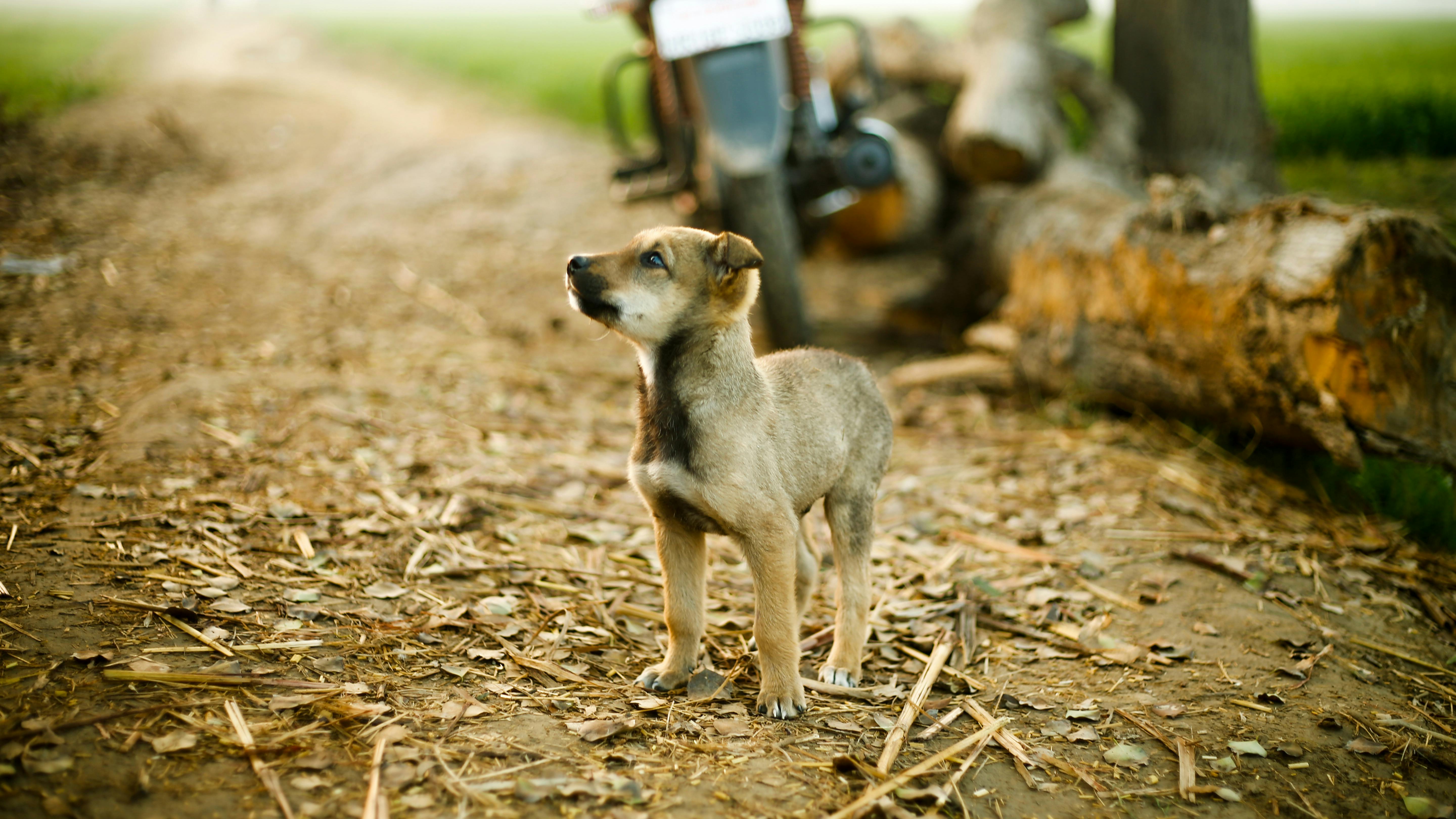 puppy on ground